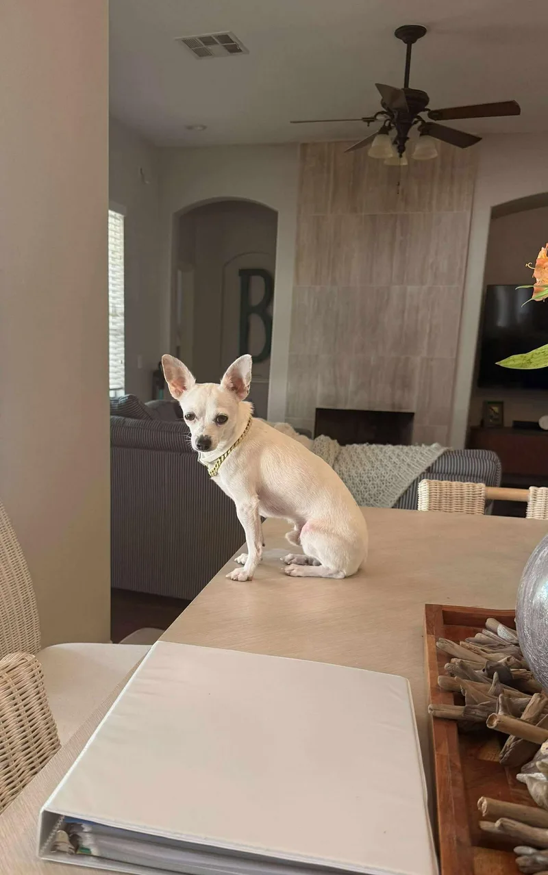 Vanilla Ice thumbnail 2