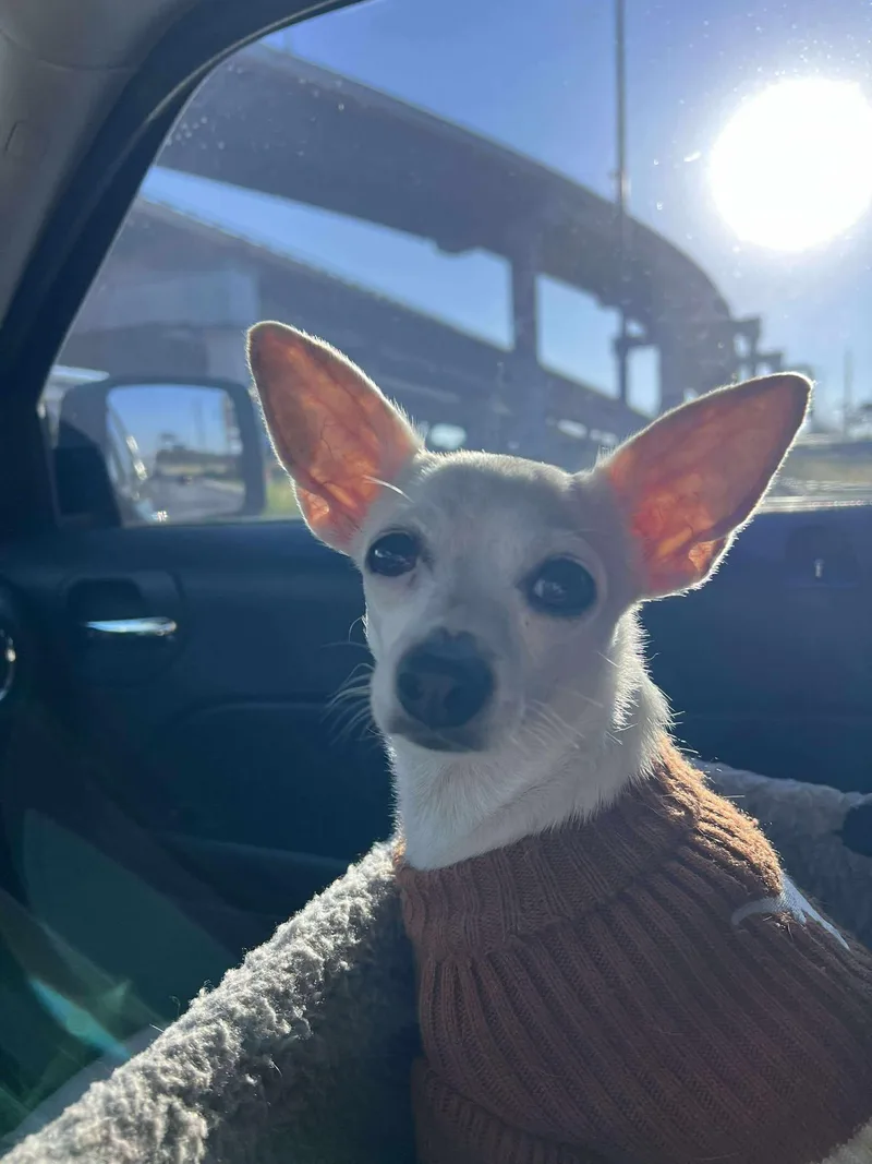 Vanilla Ice thumbnail 4