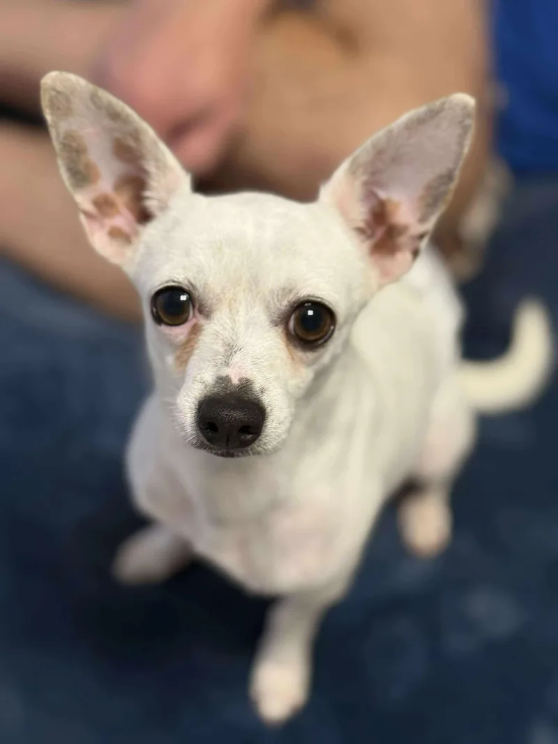 Vanilla Ice thumbnail 5