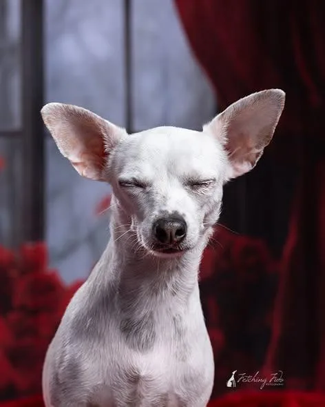 Vanilla Ice thumbnail 6