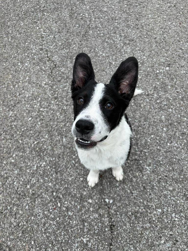 A baby medium-sized male Mixed Breed dog named Harvest for adoption in Lexington, KY