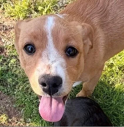 A baby medium-sized female White / Cream Beagle dog named Babe Dia for adoption in Washington, DC