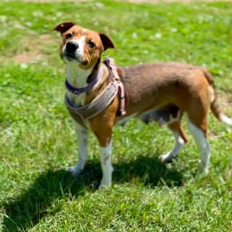 A young medium-sized female Brown / Chocolate Mixed Breed dog named Speedy for adoption in Washington Township, OH