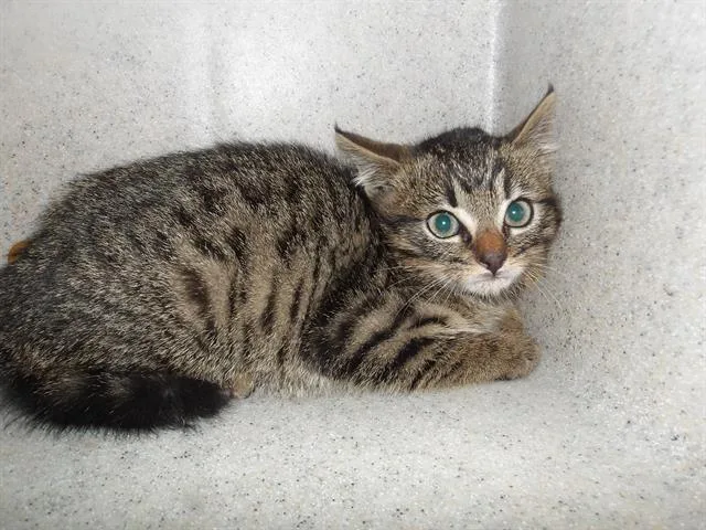 Tuna