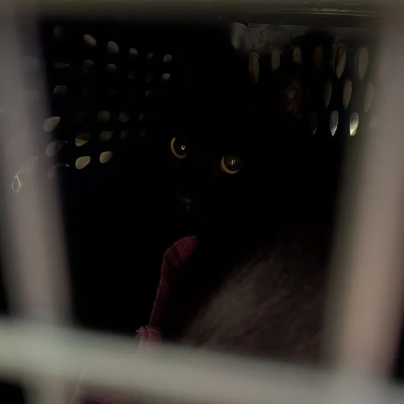 A young medium-sized male Domestic Short Hair cat named Bean for adoption in Fairport, NY