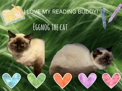 A young small-sized male Himalayan cat named Eggnog for adoption in Wilkesboro, NC