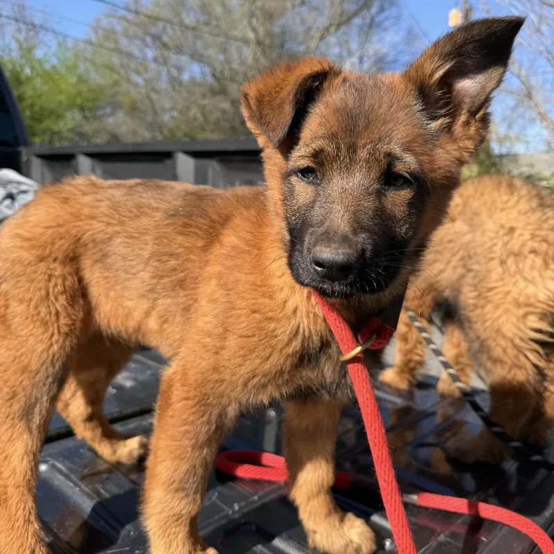A baby large-sized female Yellow / Tan / Blond / Fawn German Shepherd Dog dog named Molly for adoption in Birmingham, AL