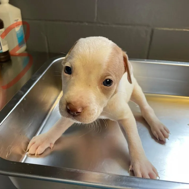 A baby small-sized male White / Cream Pit Bull Terrier dog named Egret for adoption in Tuscaloosa, AL