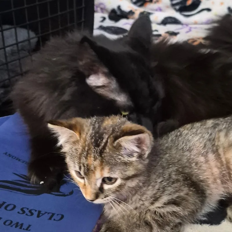 A baby small-sized female Torbie Domestic Short Hair cat named Dandelion for adoption in Commerce City, CO