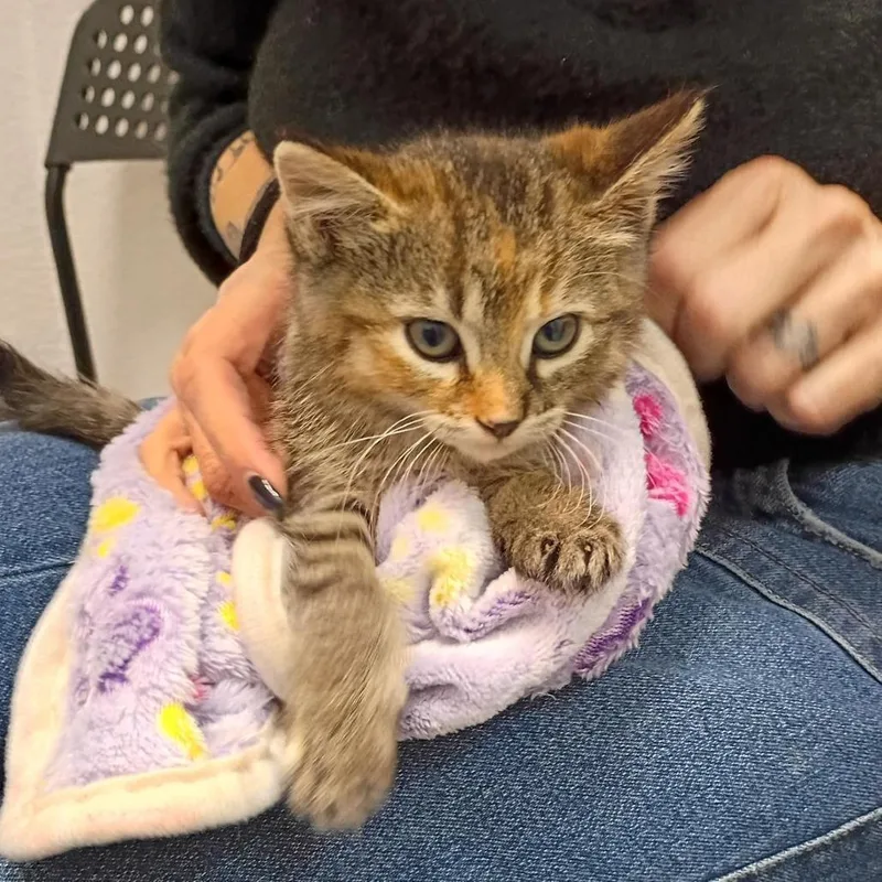 Dandelion thumbnail 5