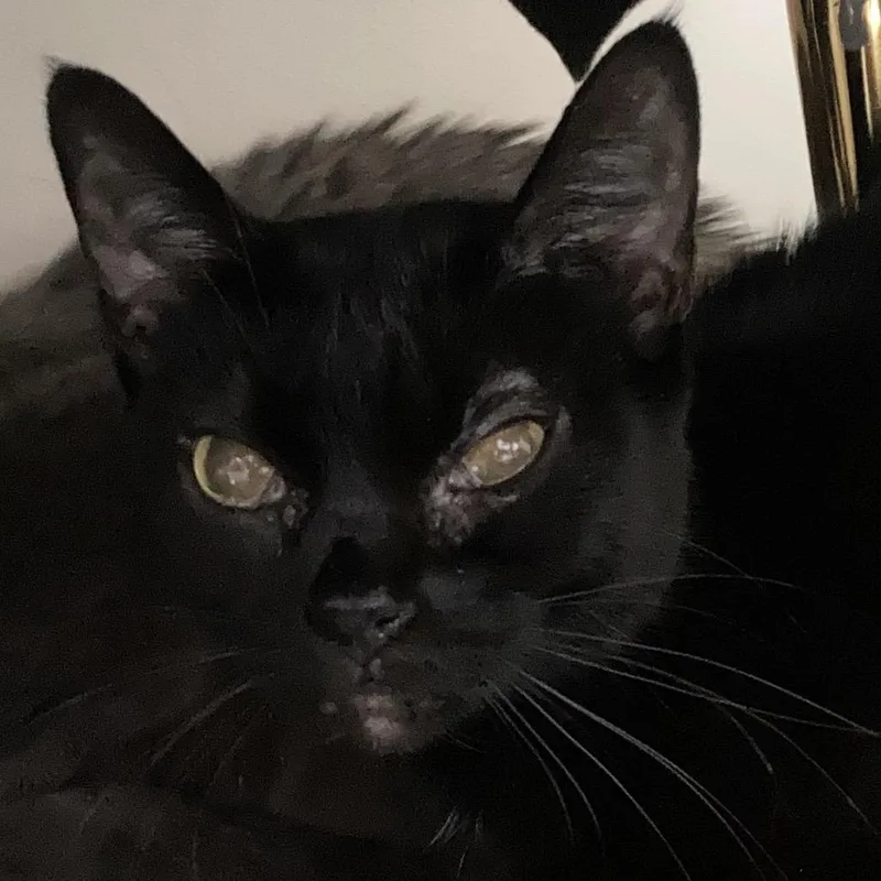 A senior medium-sized female Black Domestic Short Hair cat named Bella for adoption in Franklin, TN