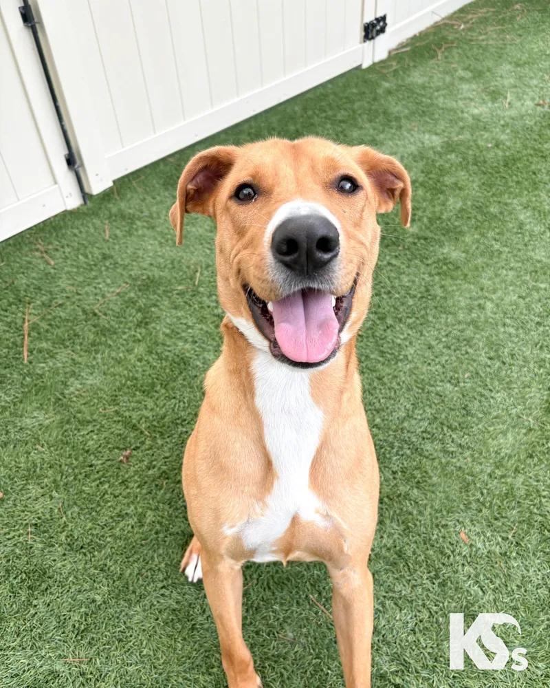 A young medium-sized male Red / Chestnut / Orange Rhodesian Ridgeback dog named Hermes for adoption in Ponte Vedra, FL