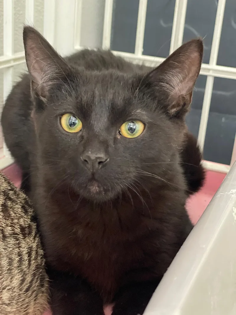 A baby medium-sized male Black Domestic Short Hair cat named Burberry for adoption in Island Lake, IL