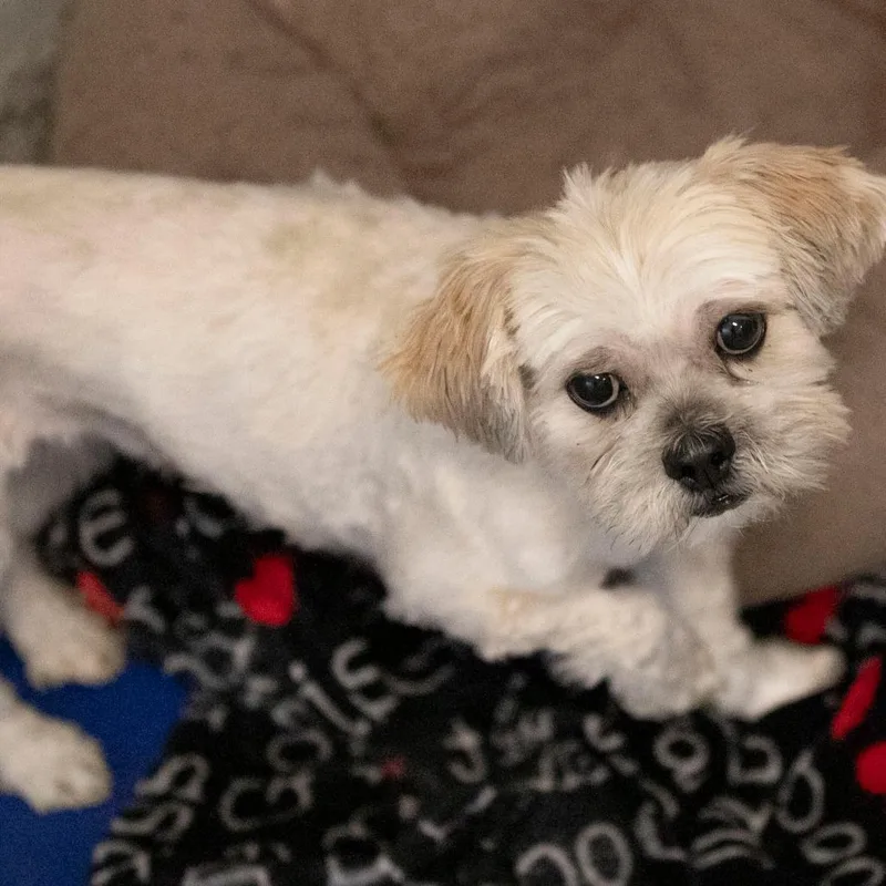 An adult small-sized female Shih Tzu dog named Meredith for adoption in Peyton, CO
