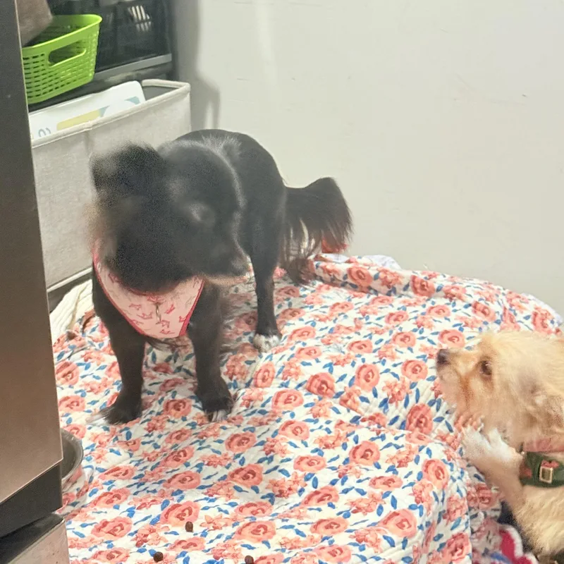 An adult small-sized female Chihuahua dog named Nadia for adoption in Pleasant Valley, NY