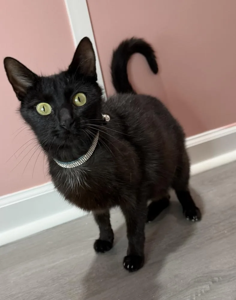 A young medium-sized female Black Domestic Short Hair cat named Velvet for adoption in Martinsburg, WV