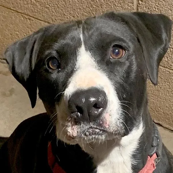 A young large-sized female Black American Staffordshire Terrier dog named Shelby for adoption in Phoenix, AZ