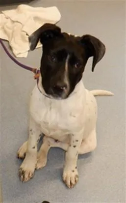 A young medium-sized male Labrador Retriever dog named Bullseye for adoption in San Jose, CA