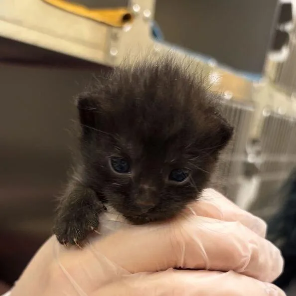 A baby small-sized female Black Domestic Short Hair cat named Suri for adoption in Asheville, NC