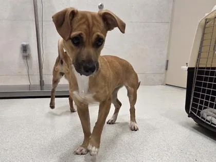 A young small-sized female Chihuahua dog named Diamond for adoption in Honolulu, HI