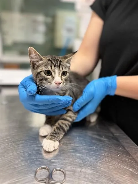A baby small-sized female Domestic Short Hair cat named Dorothy for adoption in Riverside, CA