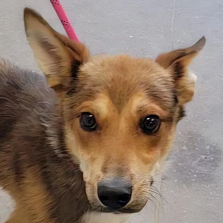 A young medium-sized male Red / Chestnut / Orange Mixed Breed dog named Ryker for adoption in Las Cruces, NM