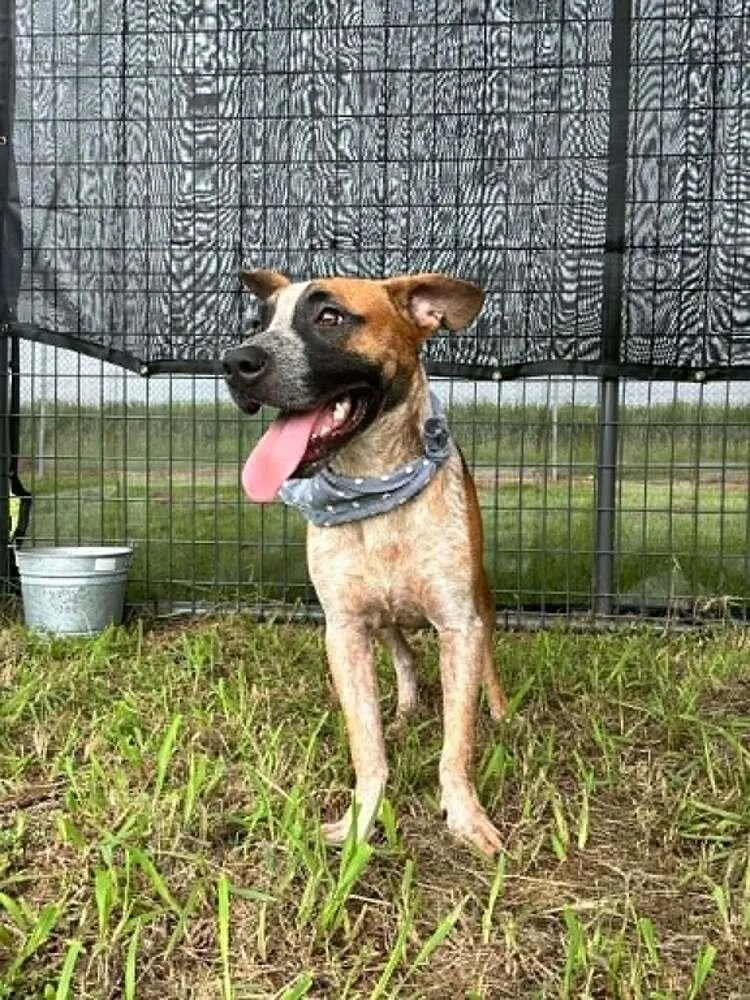 A baby medium-sized male Tricolor (Brown, Black, & White) Mixed Breed dog named Spike for adoption in Scott, LA