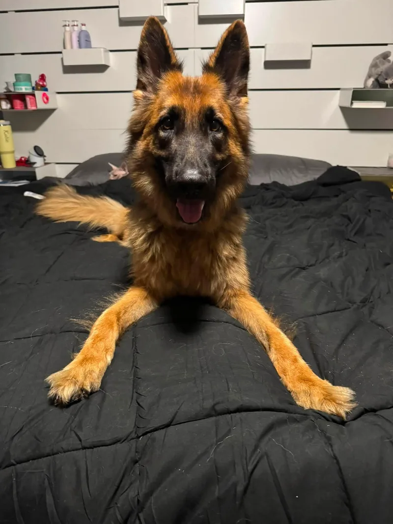 Koda