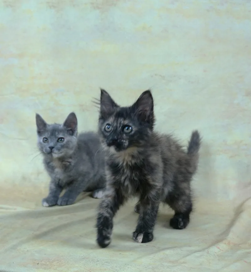 A baby medium-sized female Dilute Tortoiseshell Domestic Short Hair cat named Kehlani And Kedarake for adoption in Plano, TX