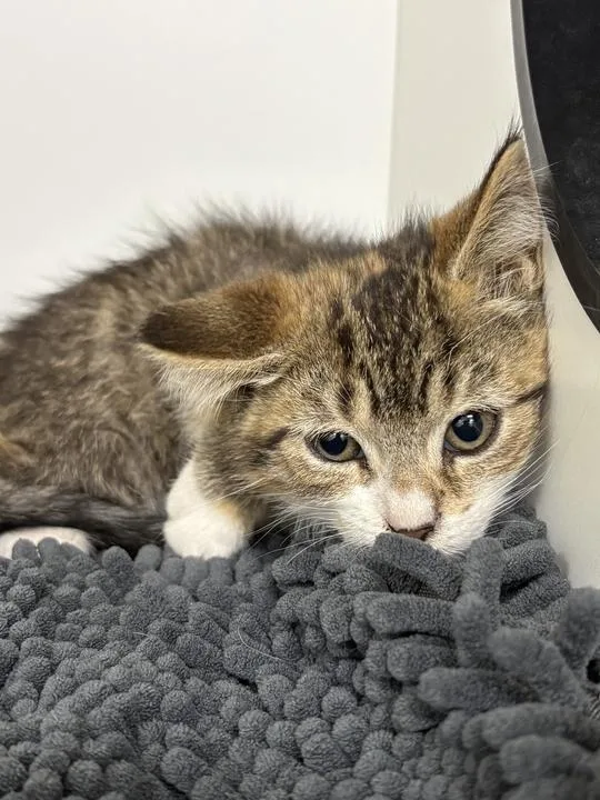 A baby small-sized female Domestic Short Hair cat named Wanda for adoption in Jackson, MI