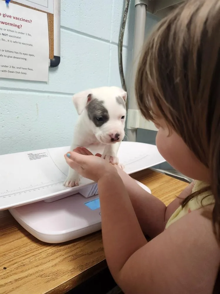 A baby small-sized male American Staffordshire Terrier dog named Theo Jack A for adoption in Silsbee, TX