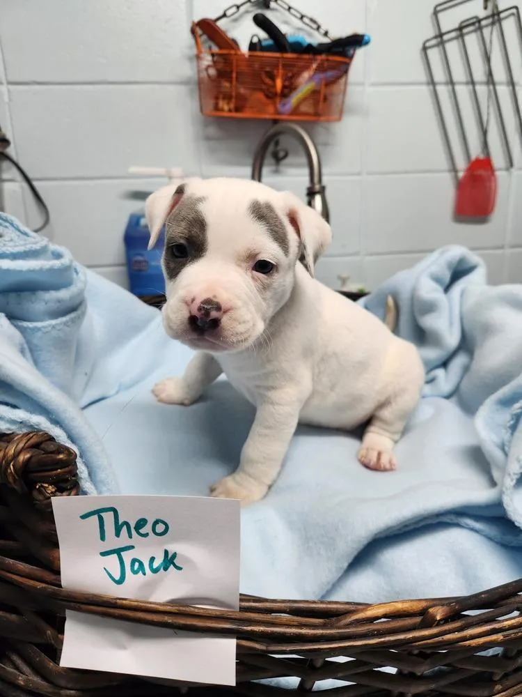 Theo Jack A thumbnail 5