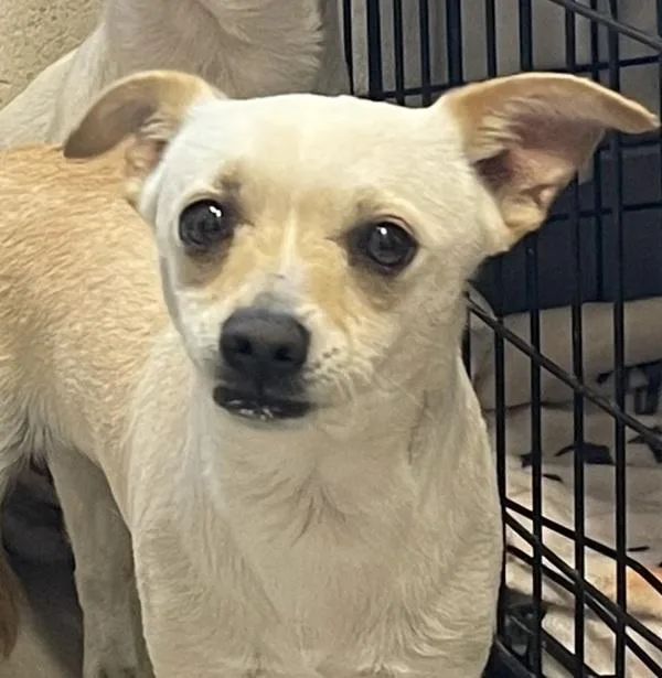 A young small-sized female Chihuahua dog named Queenie for adoption in El Cajon, CA