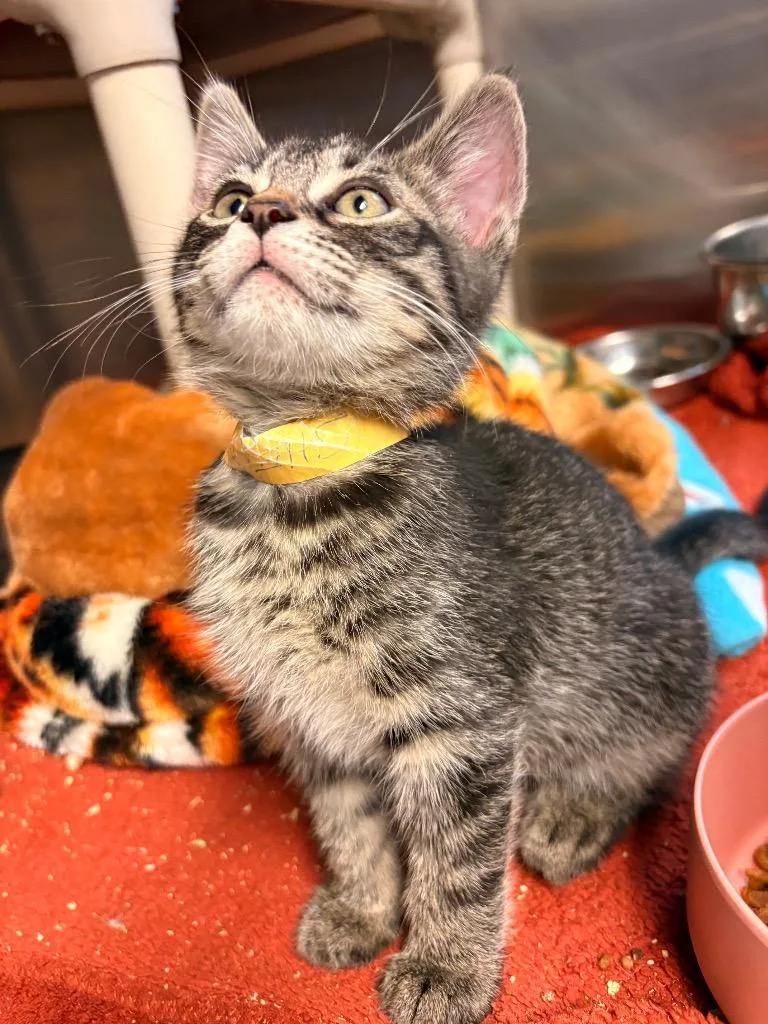A baby small-sized male Domestic Medium Hair cat named Sheldon for adoption in Detroit, MI