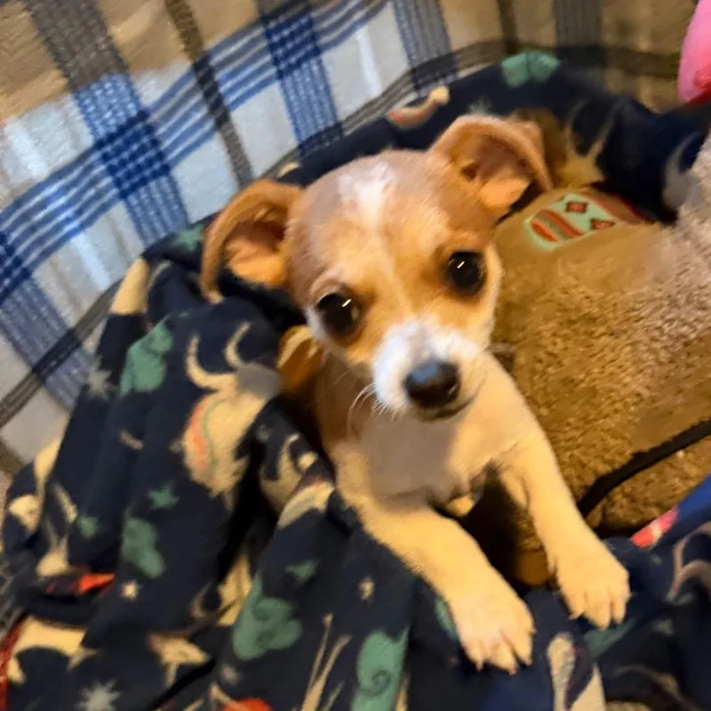 A baby small-sized male Chihuahua dog named Banana Joe for adoption in Kansas City, MO