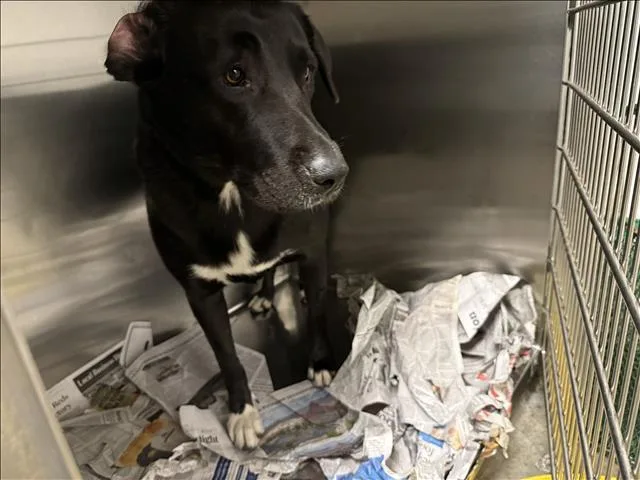 An adult large-sized female Labrador Retriever dog named Maxine for adoption in Van Nuys, CA