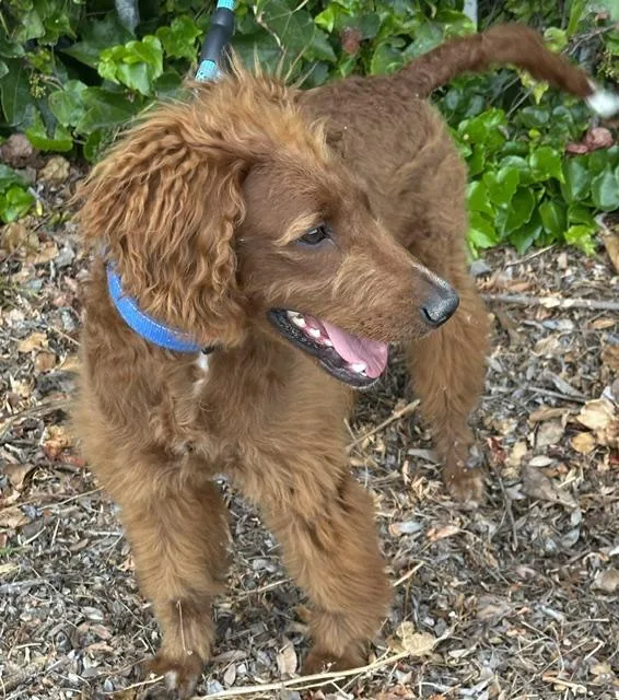 Canelo