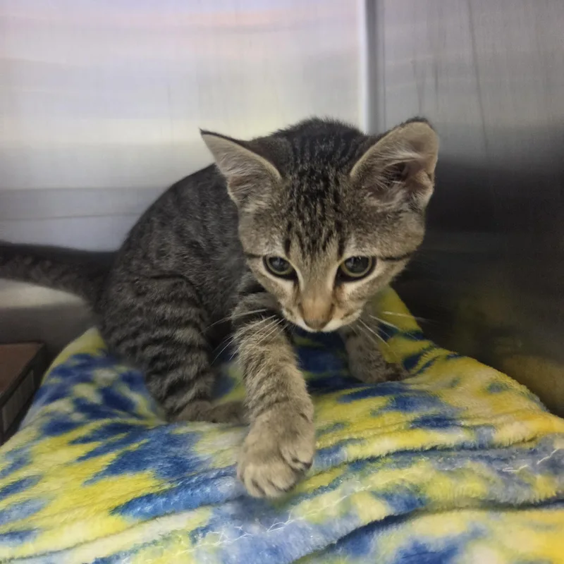 A baby small-sized female Tabby (Brown / Chocolate) Domestic Short Hair cat named BogglyBoo for adoption in Brookings, SD