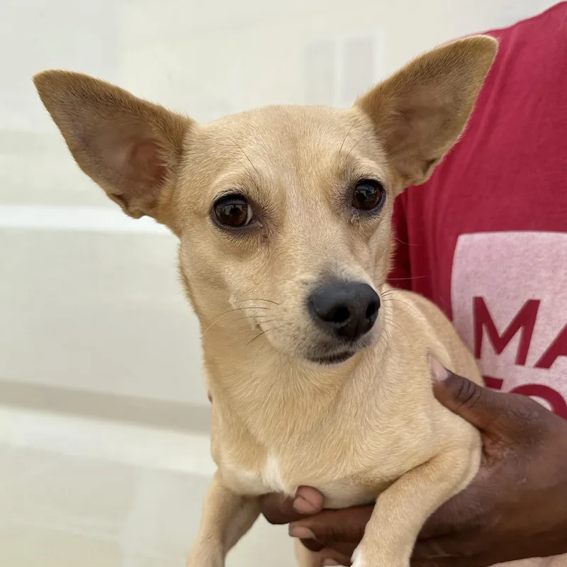 An adult small-sized female Yellow / Tan / Blond / Fawn Chihuahua dog named Capri  Local April for adoption in Brookshire, TX