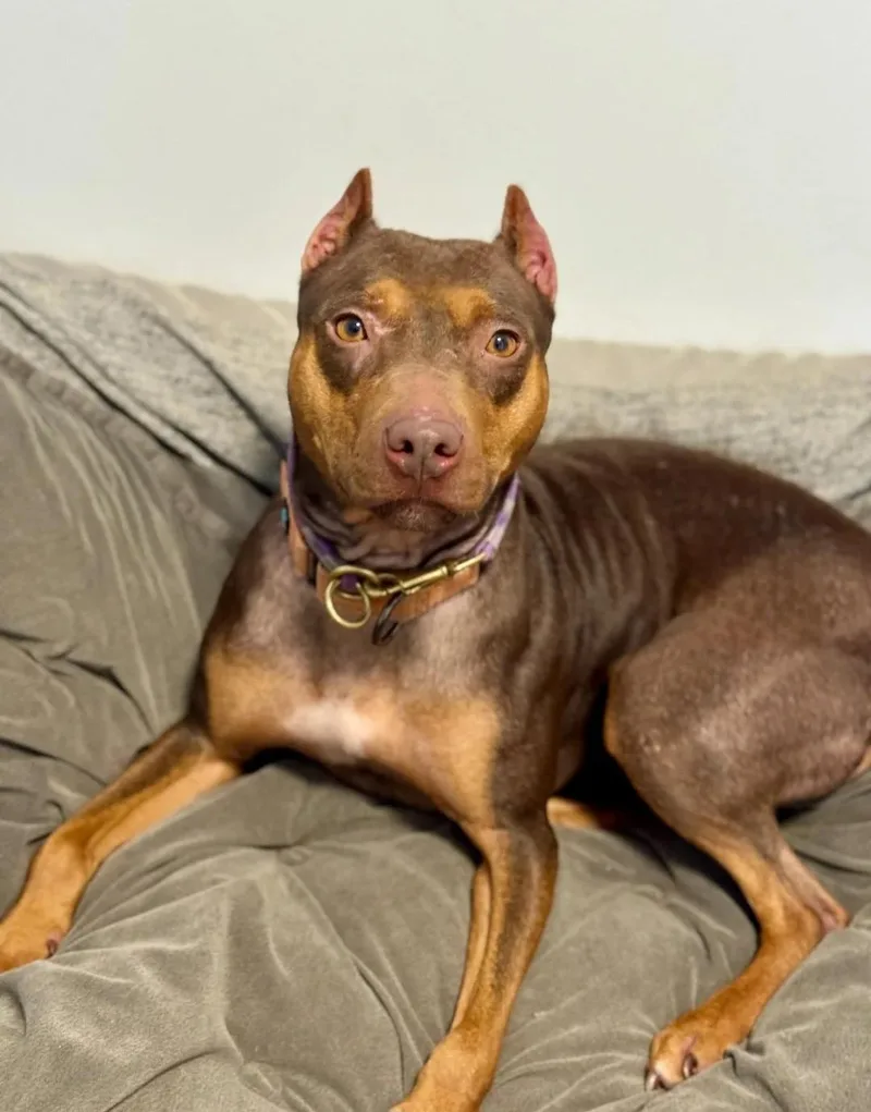 An adult medium-sized female Pit Bull Terrier dog named Winnie for adoption in San Francisco, CA