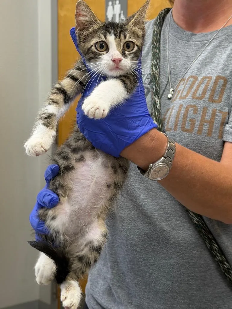 A baby medium-sized male Domestic Short Hair cat named McKennie for adoption in Sorrento, LA