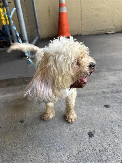 An adult small-sized male Maltese dog named Jonnie for adoption in Miami, FL