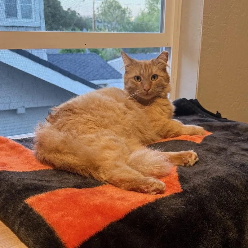 A young large-sized male Orange & White Tabby cat named Chungus for adoption in Los Altos Hills, CA