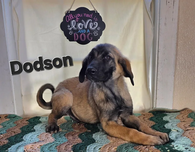 A baby medium-sized male Yellow / Tan / Blond / Fawn Boxer dog named Dodson for adoption in Watertown, CT