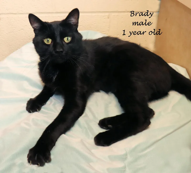 Brady thumbnail 5