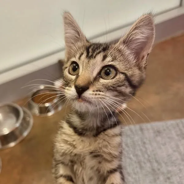A baby small-sized female Domestic Short Hair cat named Chile De Arbol for adoption in Walnut Creek, CA