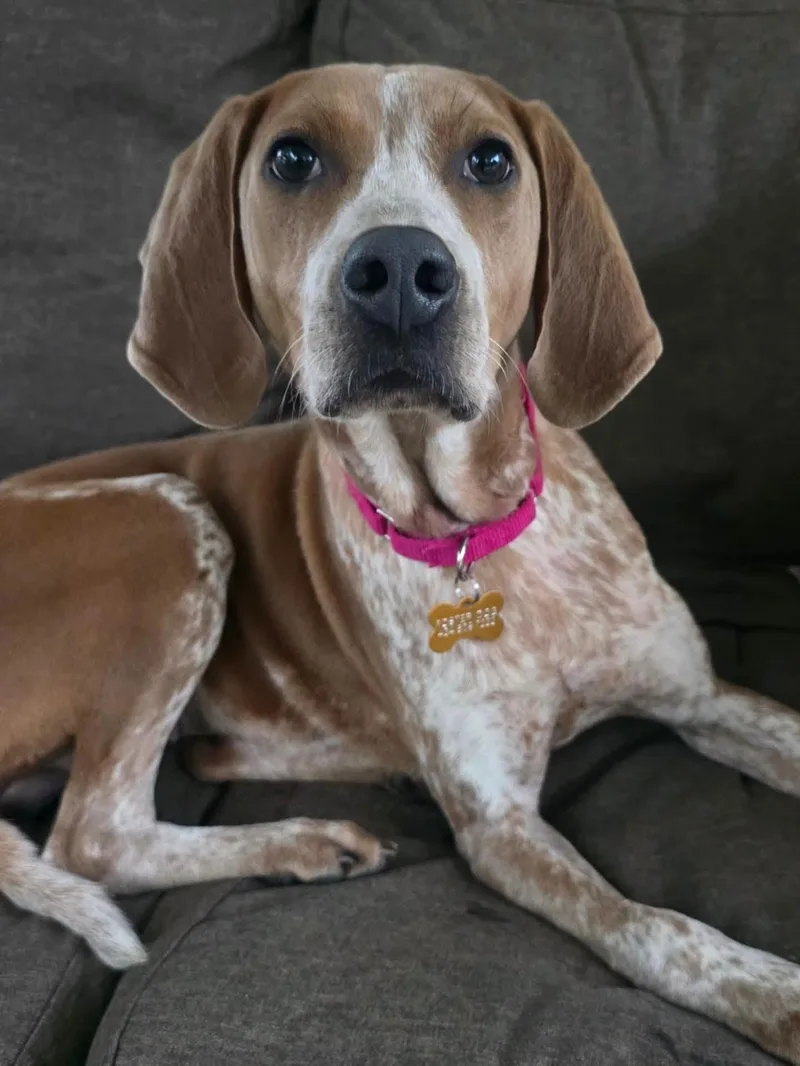 A young medium-sized female Red / Chestnut / Orange Hound dog named Poppy for adoption in Amherst, VA