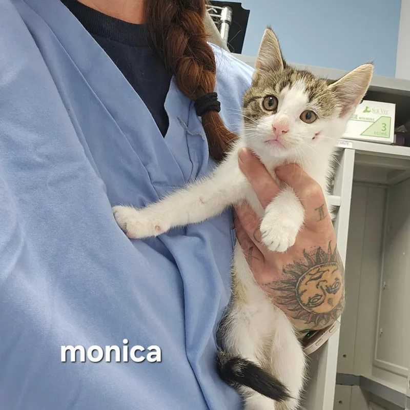 Monica