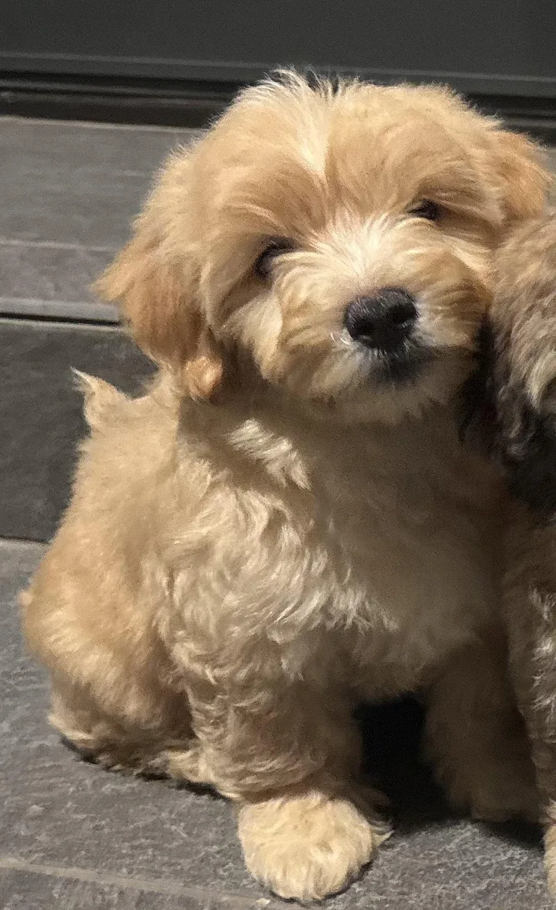 Butters