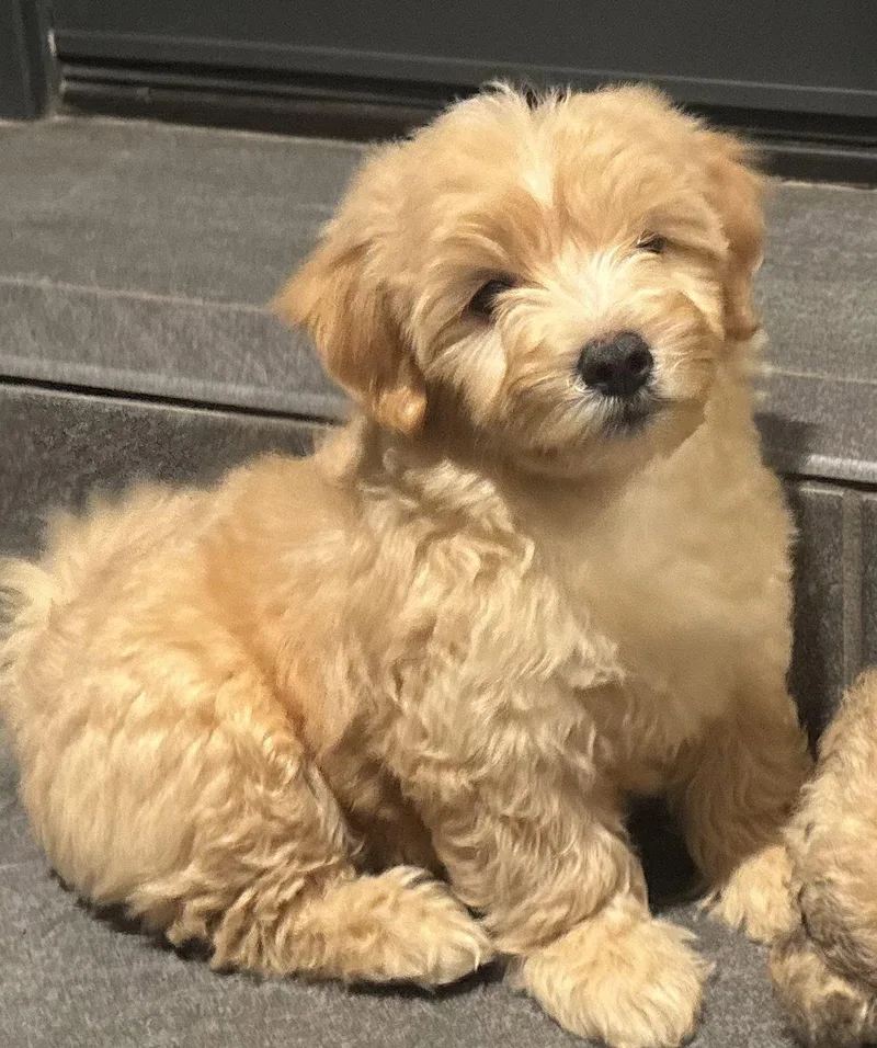 Butters thumbnail 3